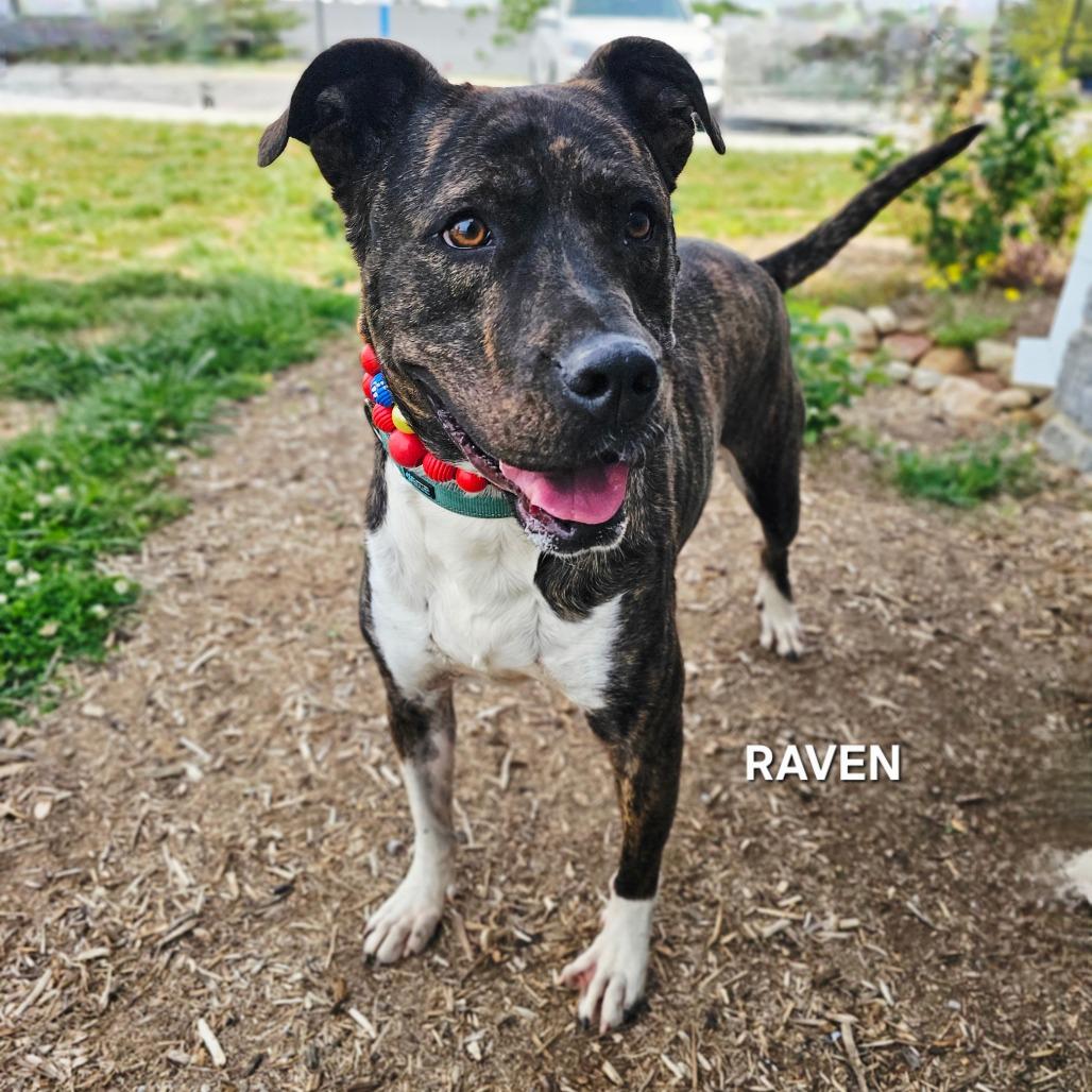 Enlarge Raven, a Adoptable mixed breed in Madisonville, TN image 3/6