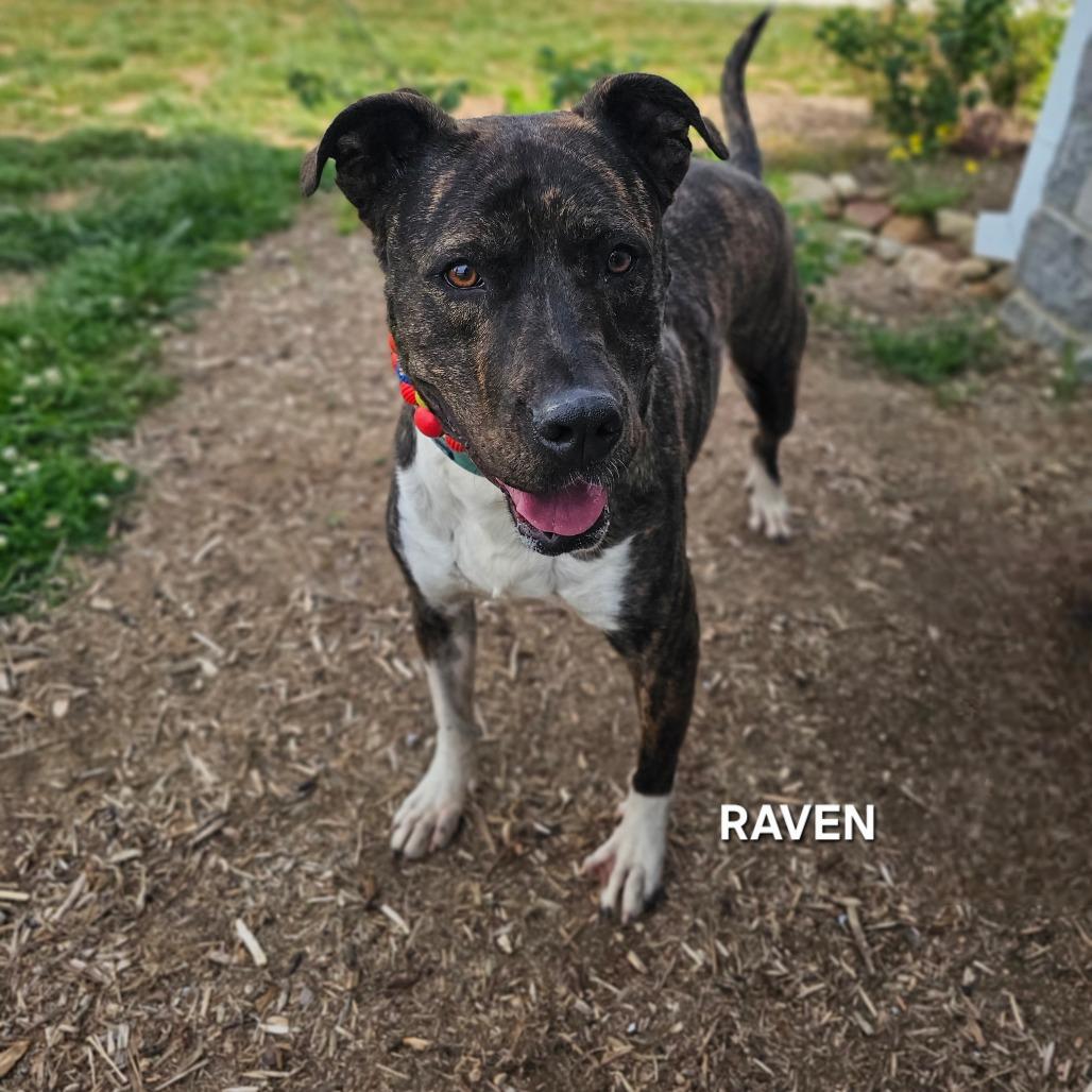 Enlarge Raven, a Adoptable mixed breed in Madisonville, TN image 5/6