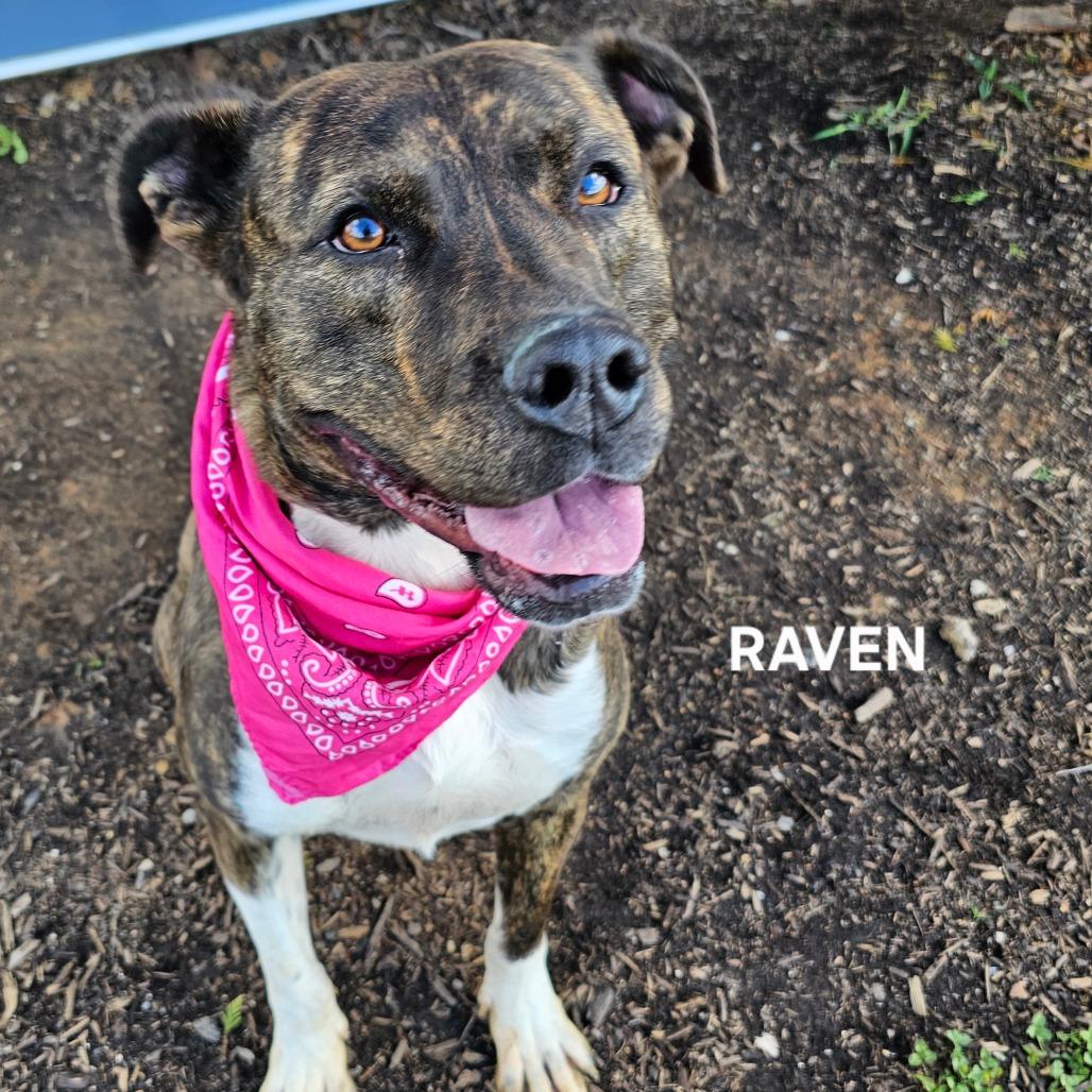Enlarge Raven, a Adoptable mixed breed in Madisonville, TN image 6/6