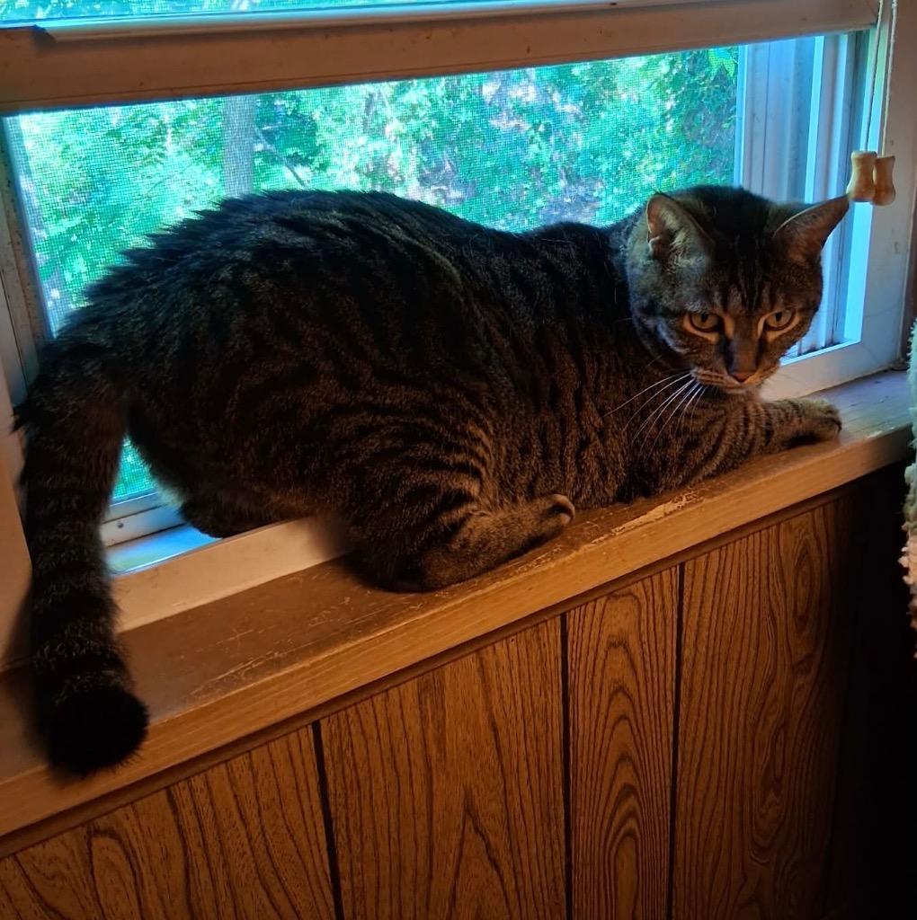 Enlarge Tiger2, a Adoptable mixed breed in Fond Du Lac, WI image 3/4