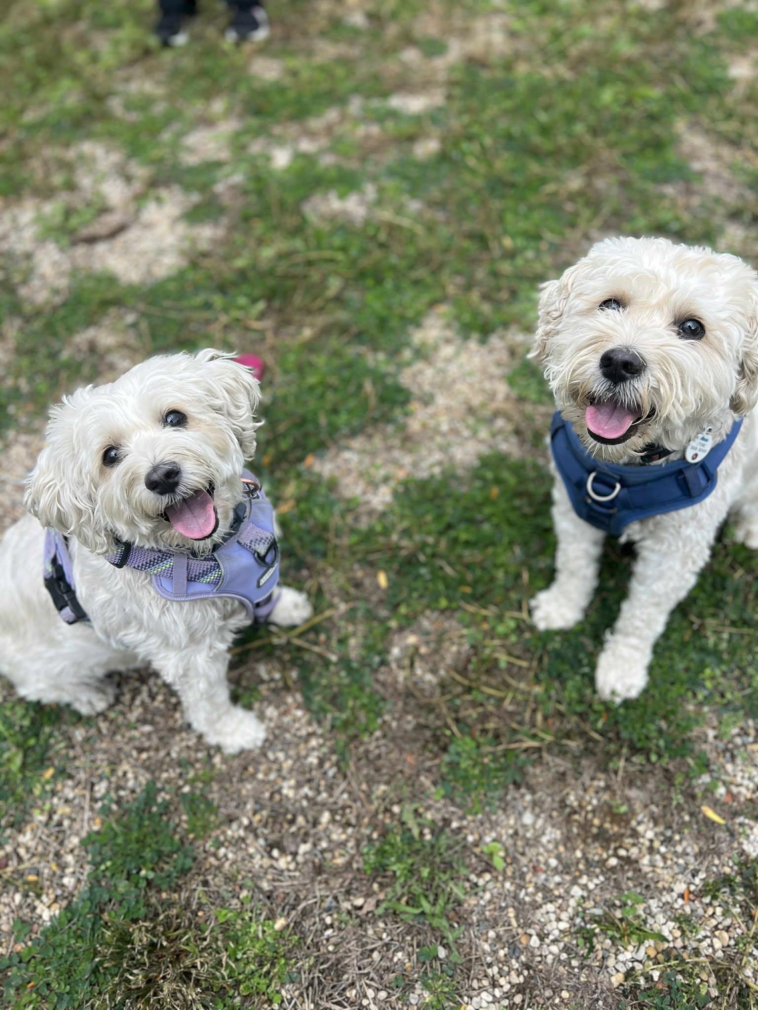 Enlarge Mork (Bonded Pair with Mindy), a Adoptable mixed breed in Elgin, IL image 4/6