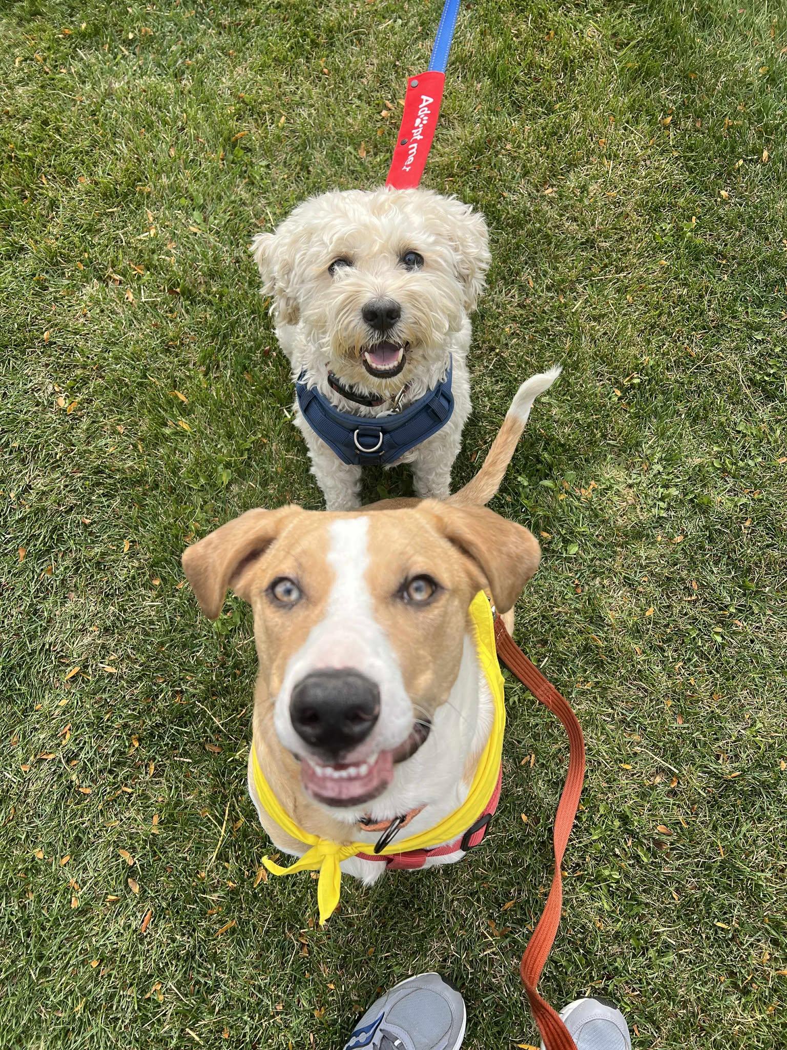 Enlarge Mork (Bonded Pair with Mindy), a Adoptable mixed breed in Elgin, IL image 5/6