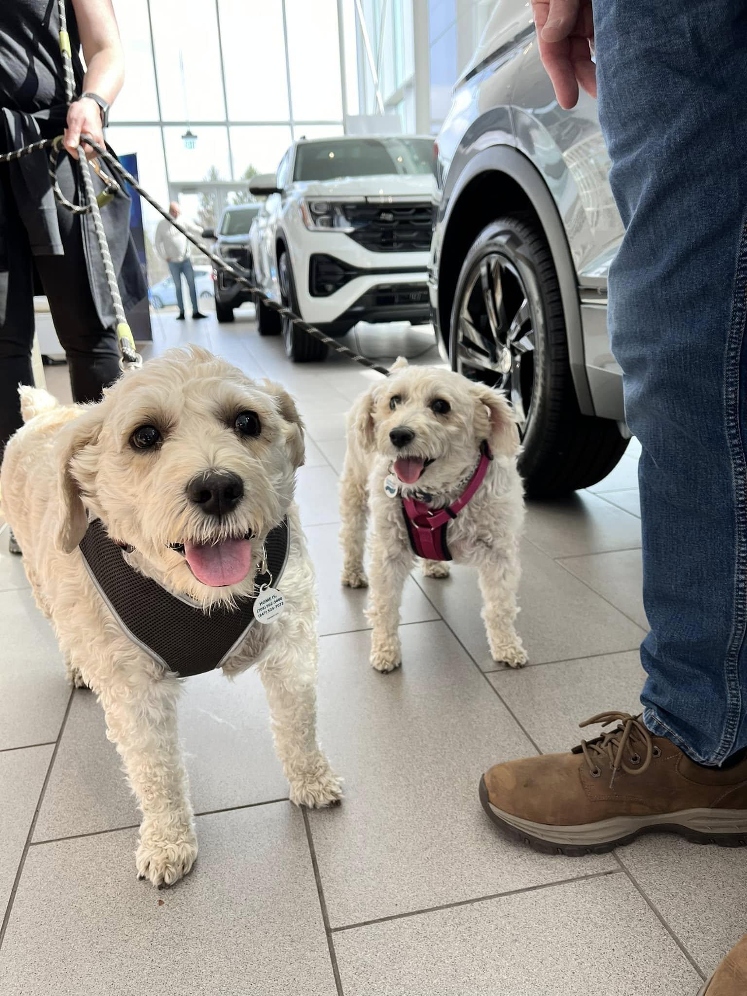 Mork (Bonded Pair with Mindy), an adoptable Maltese, Bichon Frise in Elgin, IL, 60120 | Photo Image 4