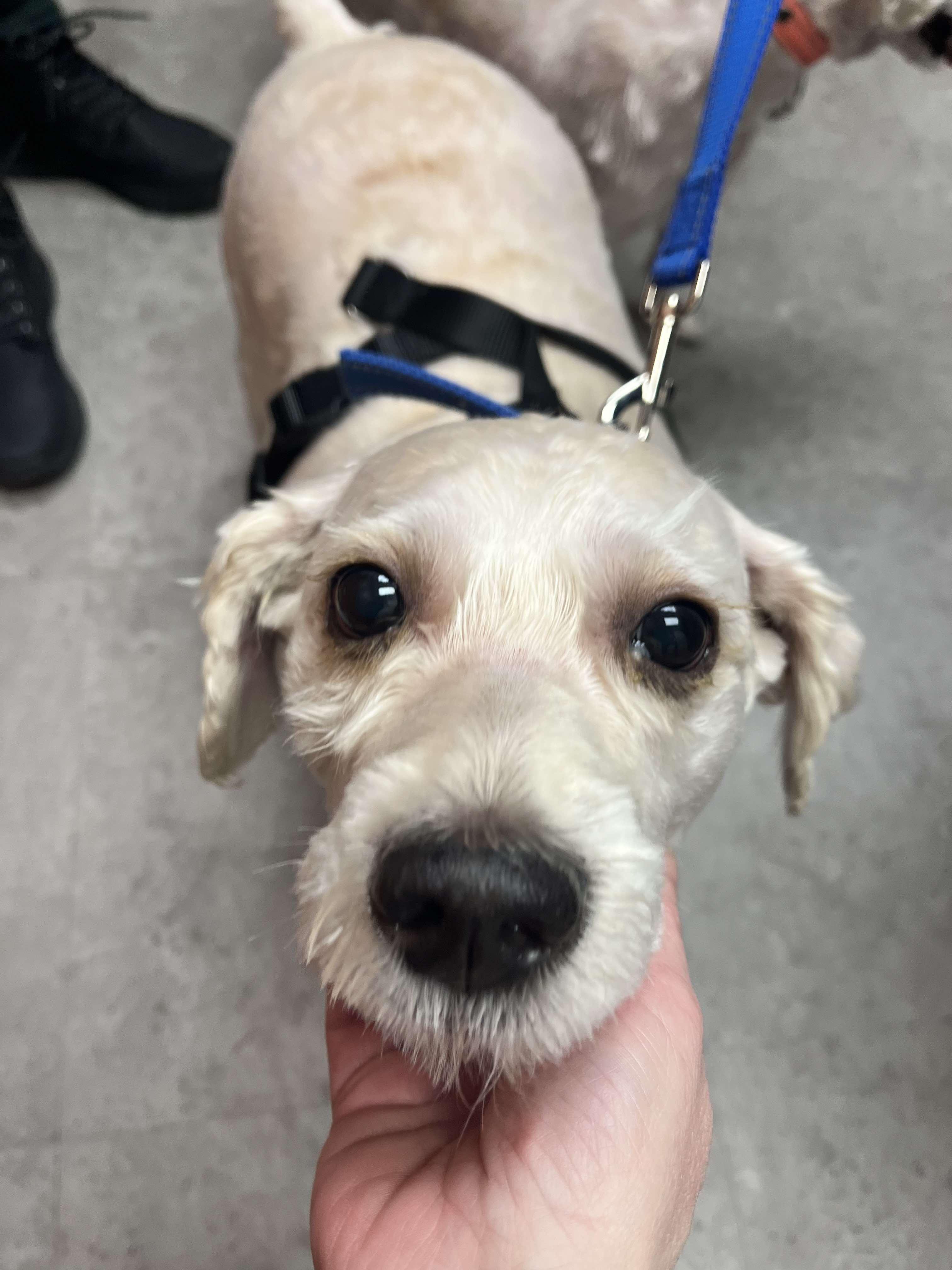 Mork (Bonded Pair with Mindy), an adoptable Maltese, Bichon Frise in Elgin, IL, 60120 | Photo Image 6