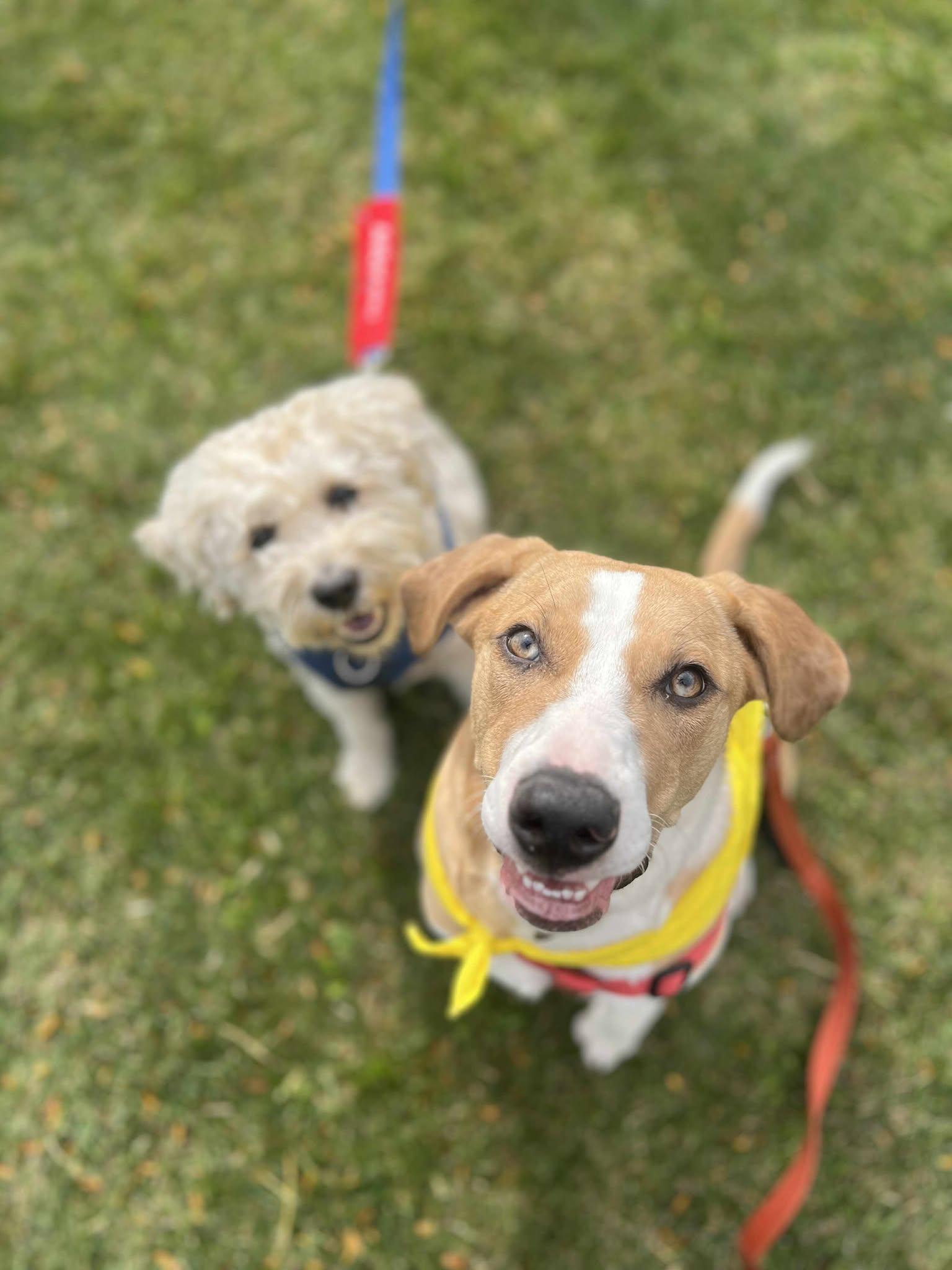 Enlarge Mork (Bonded Pair with Mindy), a Adoptable mixed breed in Elgin, IL image 6/6