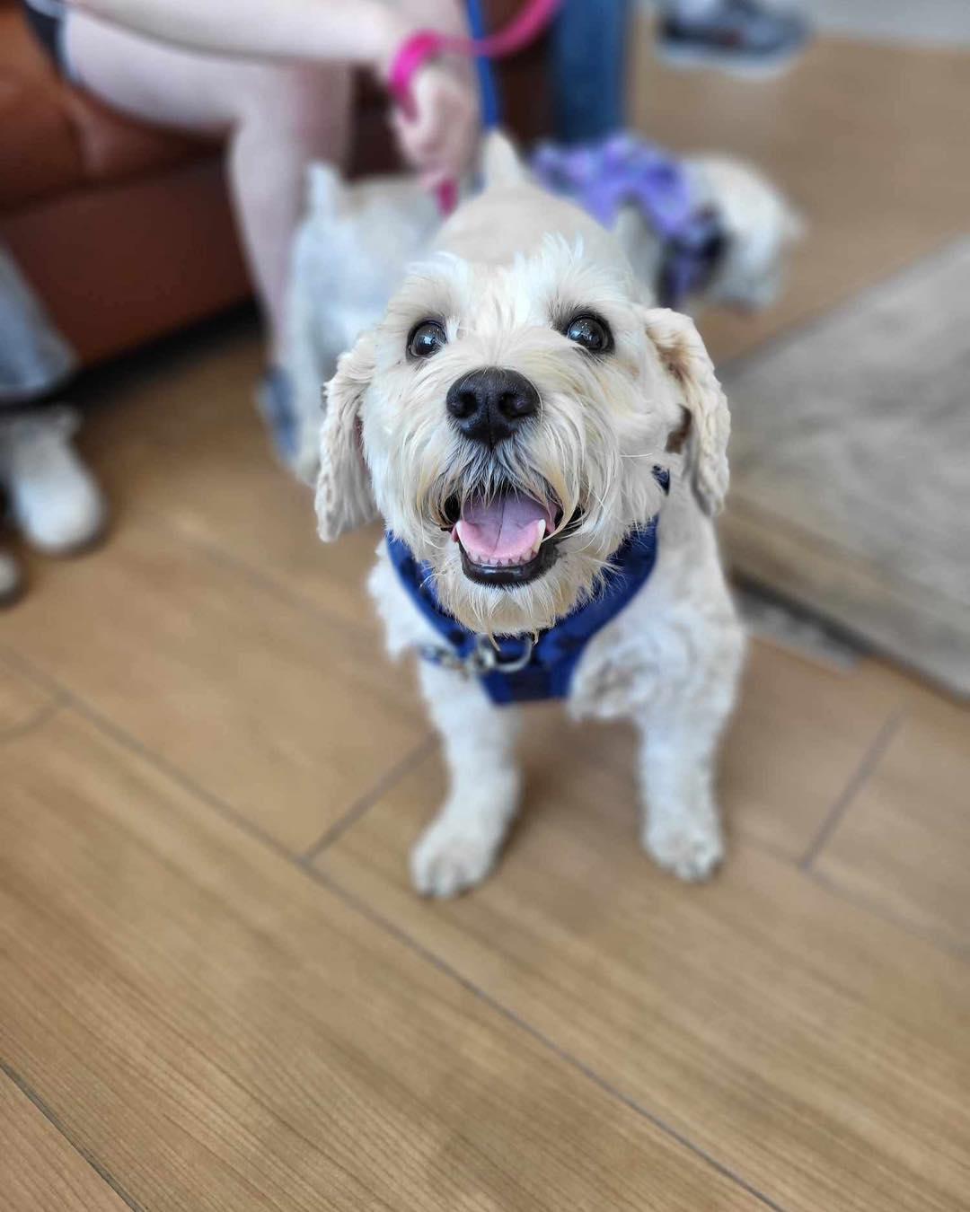 Mork (Bonded Pair with Mindy), Adoptable, Senior Male Maltese & Bichon Frise.