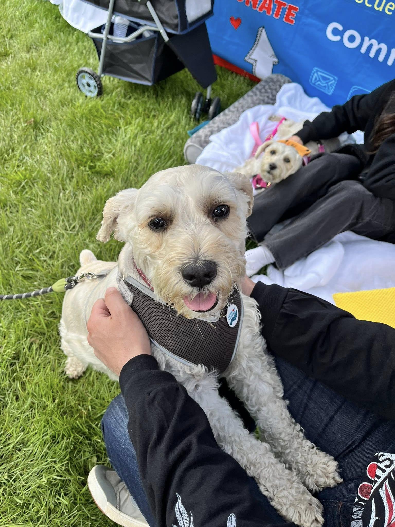 Mork (Bonded Pair with Mindy), an adoptable Maltese, Bichon Frise in Elgin, IL, 60120 | Photo Image 3