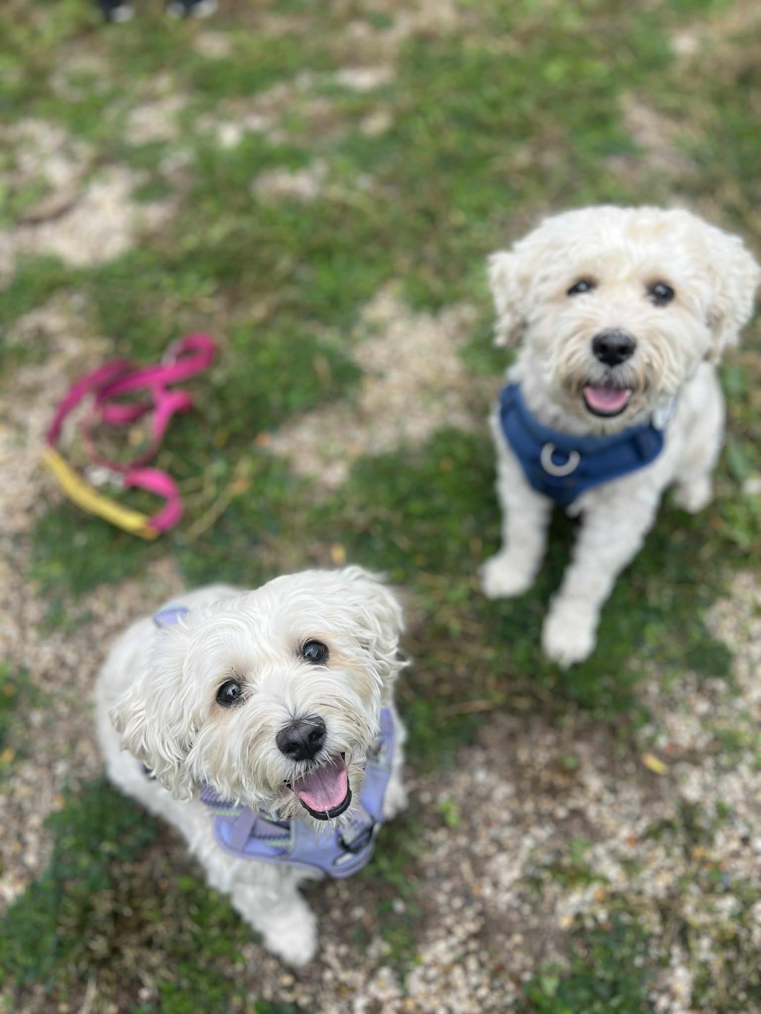 Mork (Bonded Pair with Mindy), an adoptable Maltese, Bichon Frise in Elgin, IL, 60120 | Photo Image 1