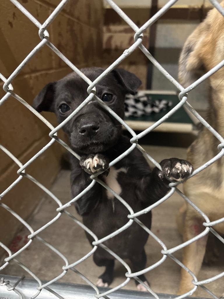 Libby, Adoptable, Puppy Female Labrador Retriever.