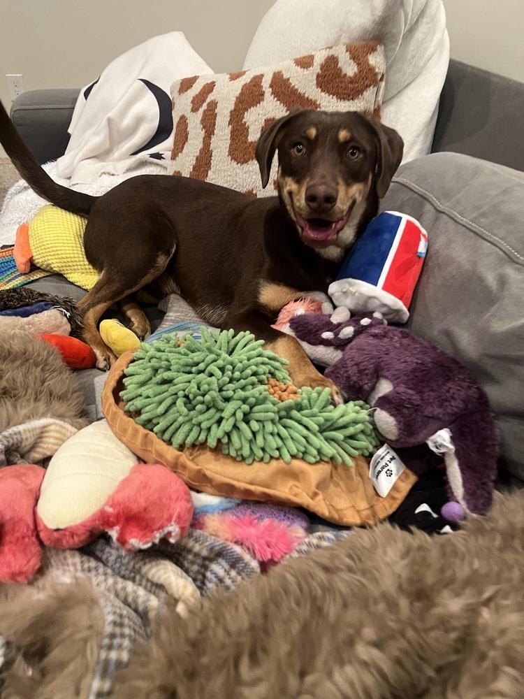 BILLY, Adoptable, Young Male Shepherd.