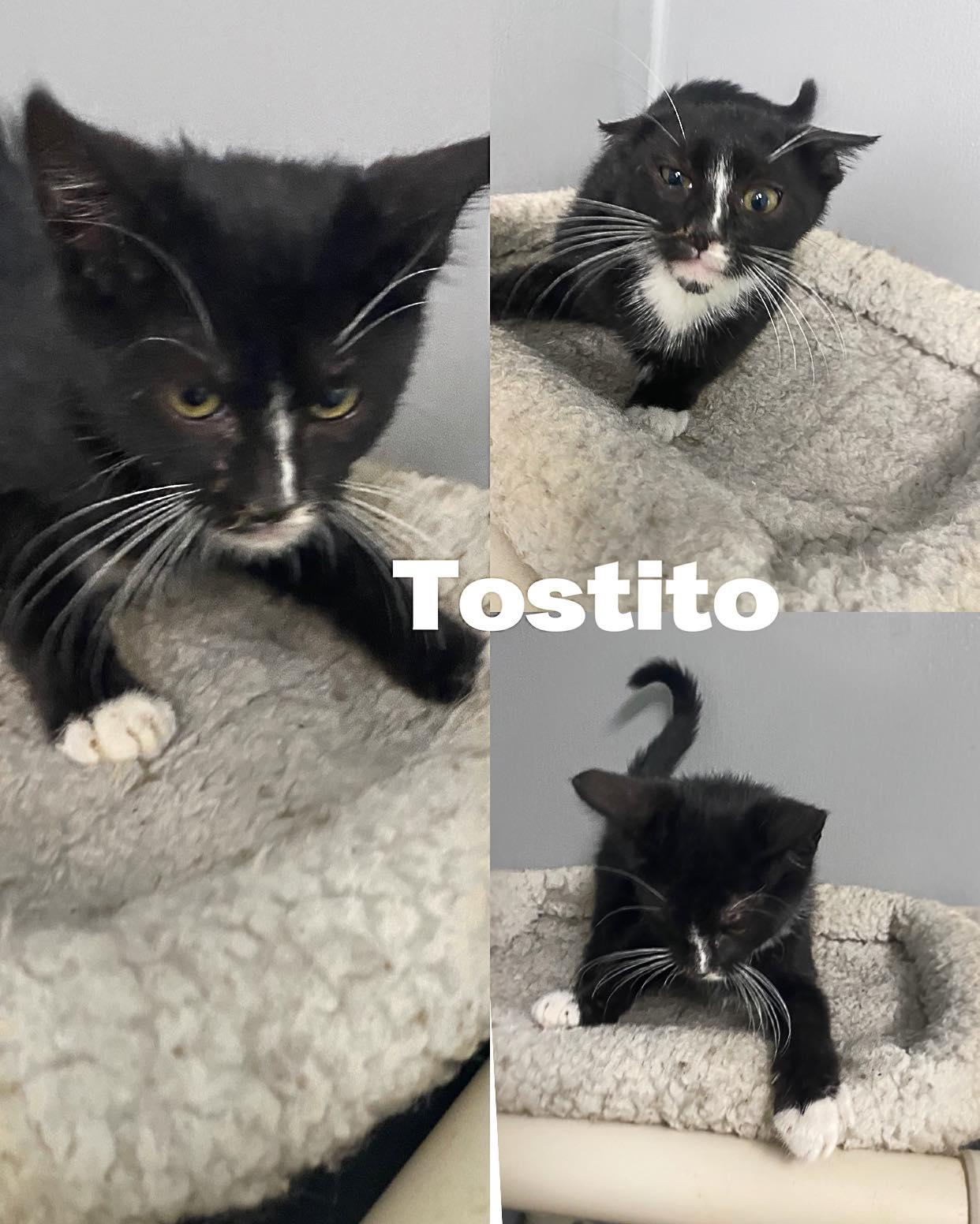 Tostito
