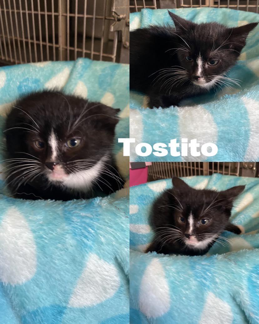Tostito