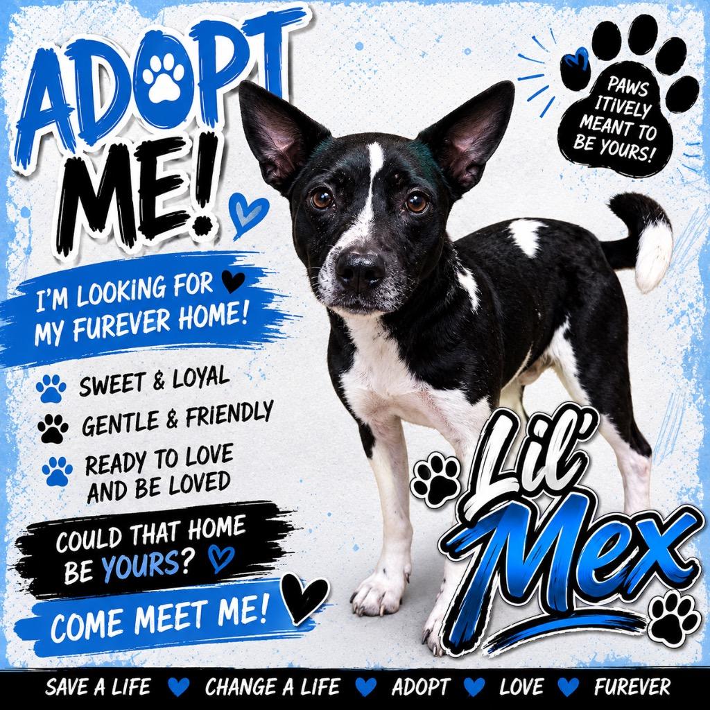 Lil Mex, Adoptable, Adult Male Mixed Breed.