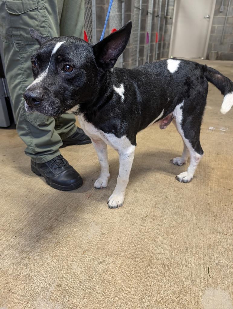 Lil Mex, a Adoptable mixed breed in Shelbyville, TN image 2/2