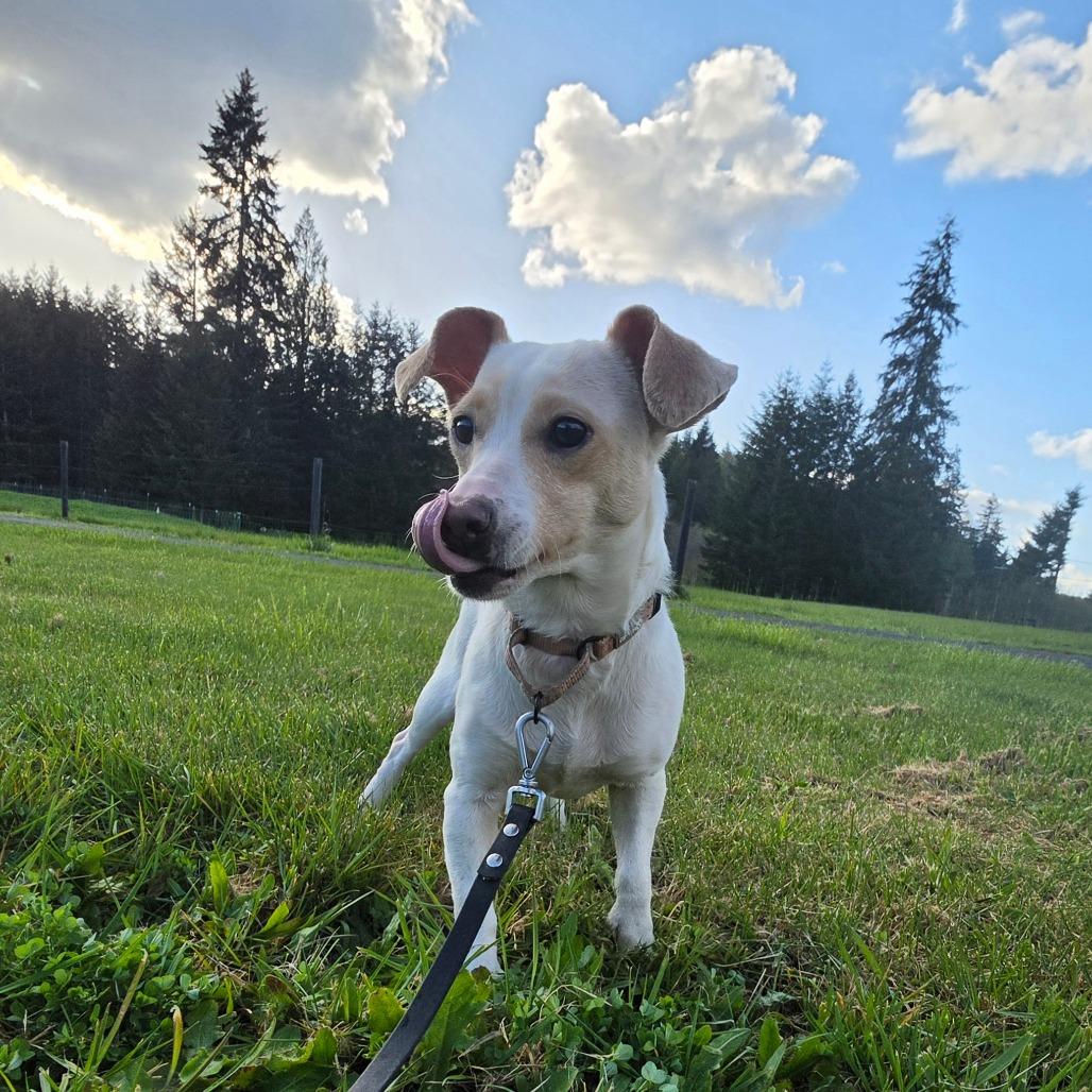 Enlarge Soybean, a Adoptable mixed breed in Centralia, WA image 1/6