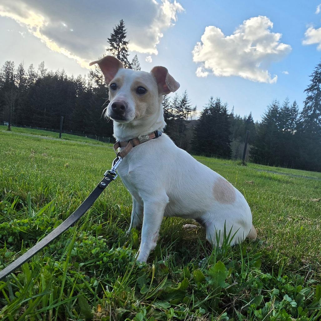 Enlarge Soybean, a Adoptable mixed breed in Centralia, WA image 2/6