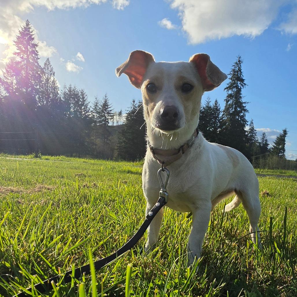 Enlarge Soybean, a Adoptable mixed breed in Centralia, WA image 3/6