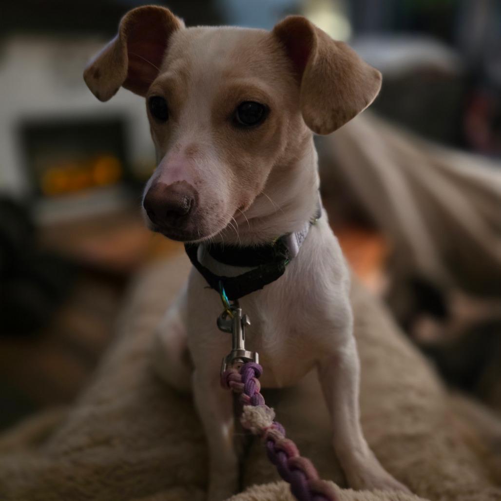 Enlarge Soybean, a Adoptable mixed breed in Centralia, WA image 4/6