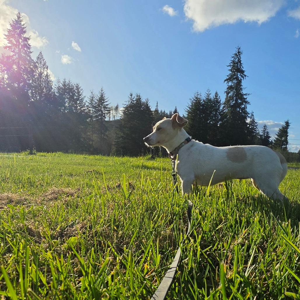 Enlarge Soybean, a Adoptable mixed breed in Centralia, WA image 5/6
