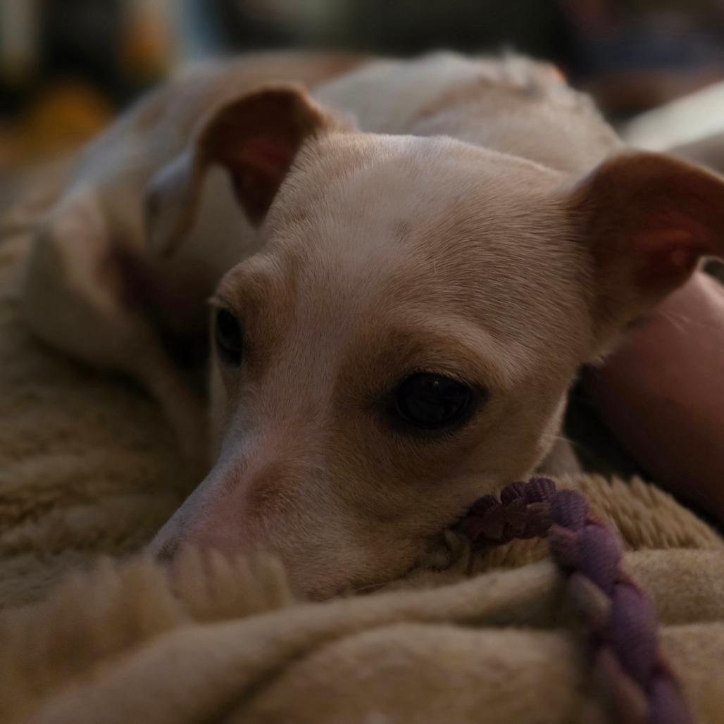 Enlarge Soybean, a Adoptable mixed breed in Centralia, WA image 6/6