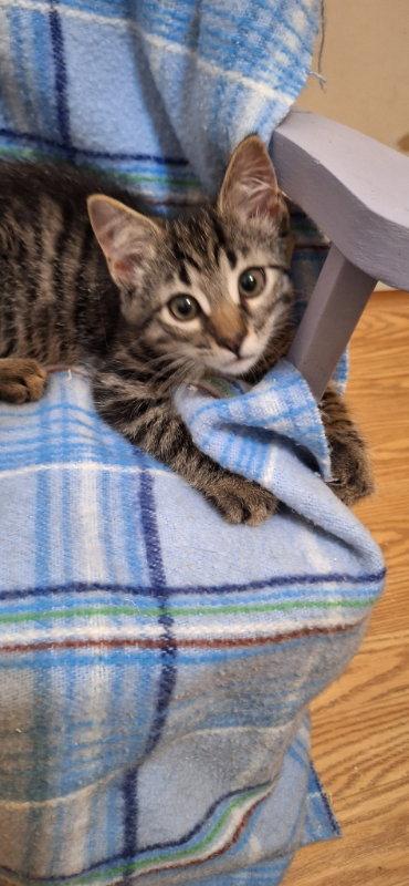Literary Kittens: RW Brothers at Brookhaven PS, Adopted, Kitten Male Domestic Short Hair.