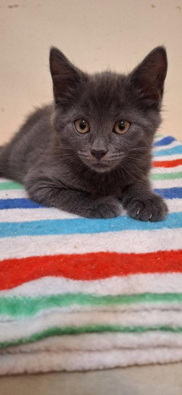 Literary Kittens: RW Brothers at Brookhaven PS, a Adopted Domestic Short Hair in Greenville, DE image 2/2