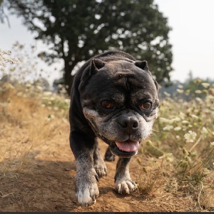 Biscuit, Adoptable, Senior Female English Bulldog & Mixed Breed.