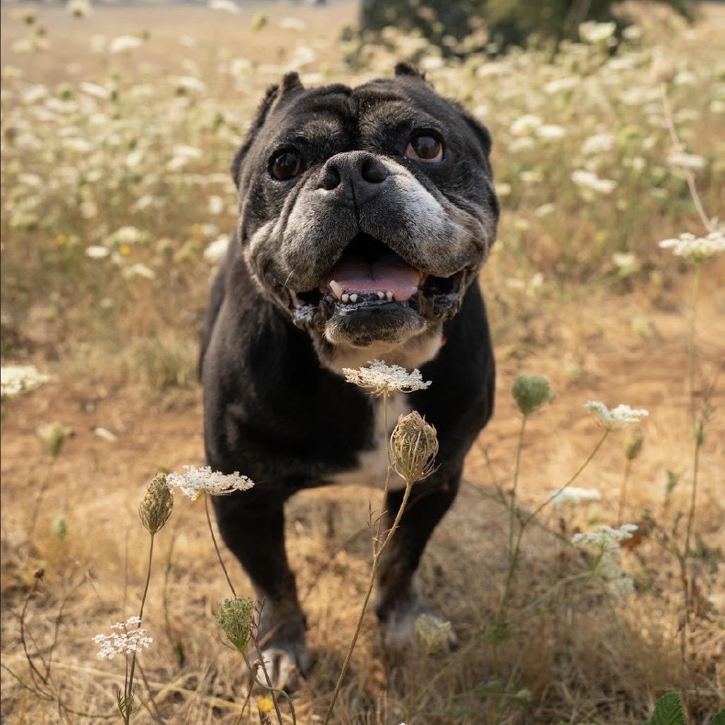 Enlarge Biscuit, a Adoptable mixed breed in Salem, OR image 2/6
