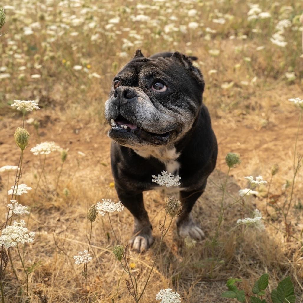 Enlarge Biscuit, a Adoptable mixed breed in Salem, OR image 3/6