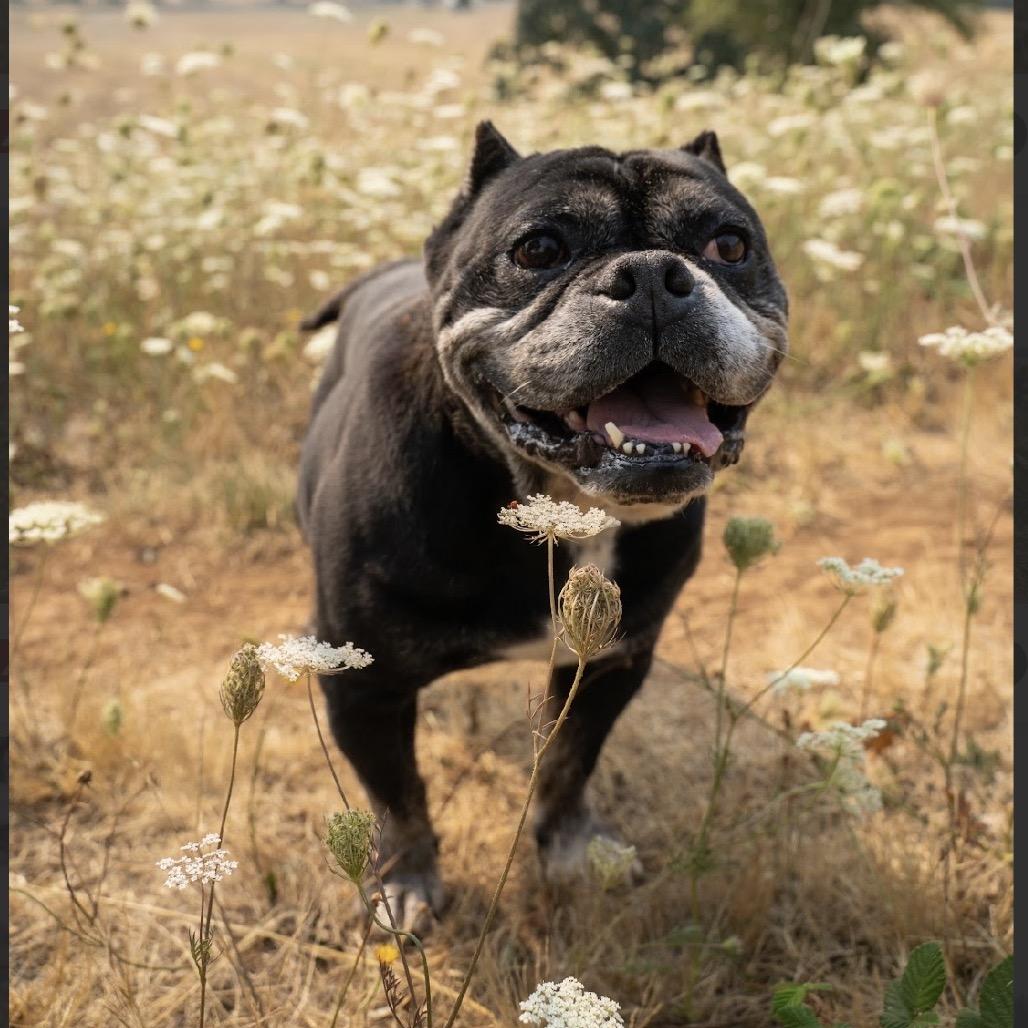 Enlarge Biscuit, a Adoptable mixed breed in Salem, OR image 4/6