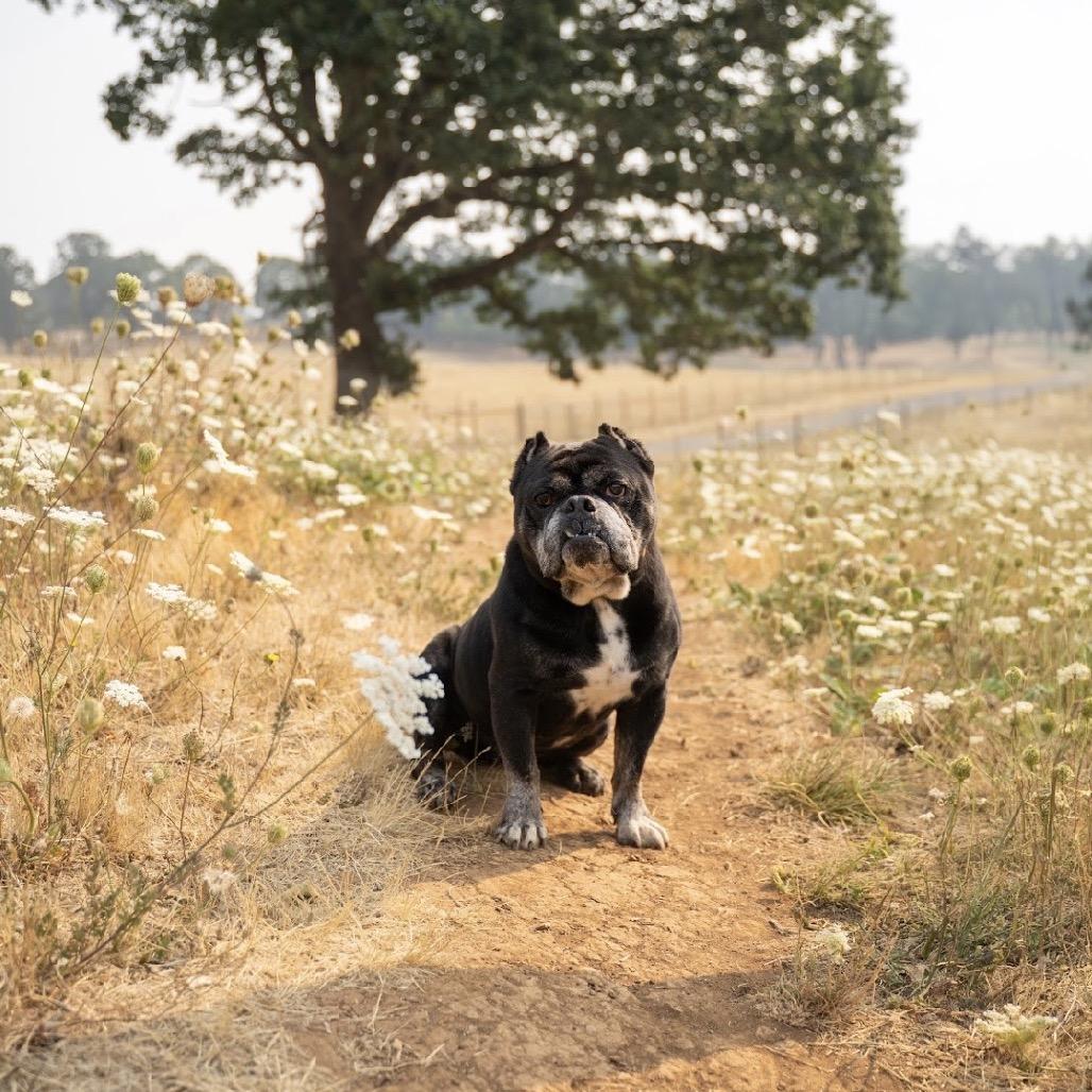 Enlarge Biscuit, a Adoptable mixed breed in Salem, OR image 5/6