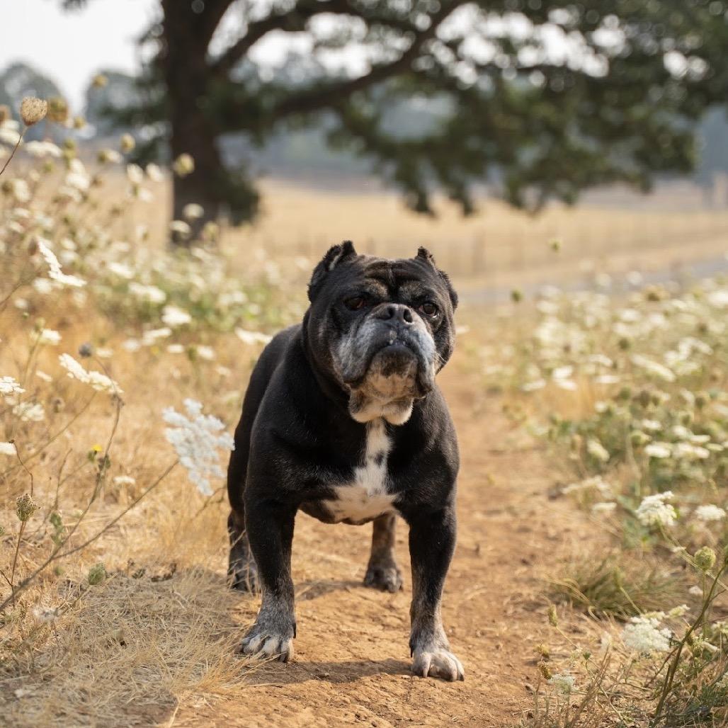 Enlarge Biscuit, a Adoptable mixed breed in Salem, OR image 6/6