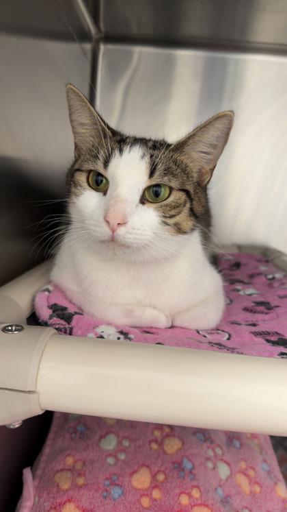 Enlarge Juno, a Adoptable mixed breed in Norfolk, VA image 1/1