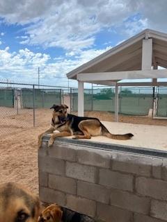 Luke, Adoptable, Adult Male Shepherd.
