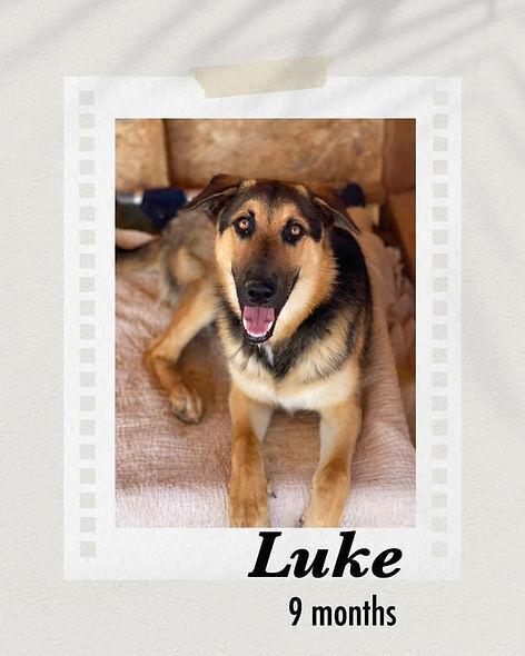 Enlarge Luke, a Adoptable mixed breed in Puerto Penasco, SON image 2/2
