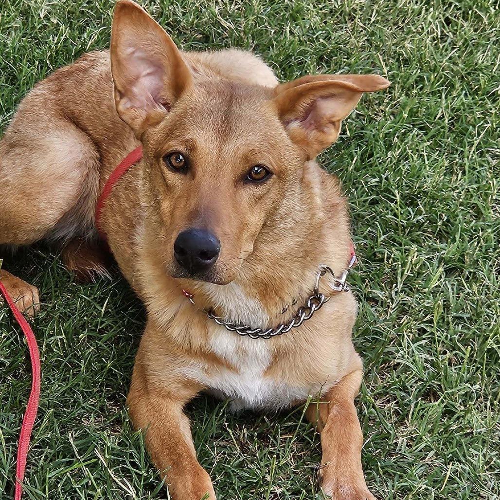 Autumn, Adoptable, Adult Female Mixed Breed.