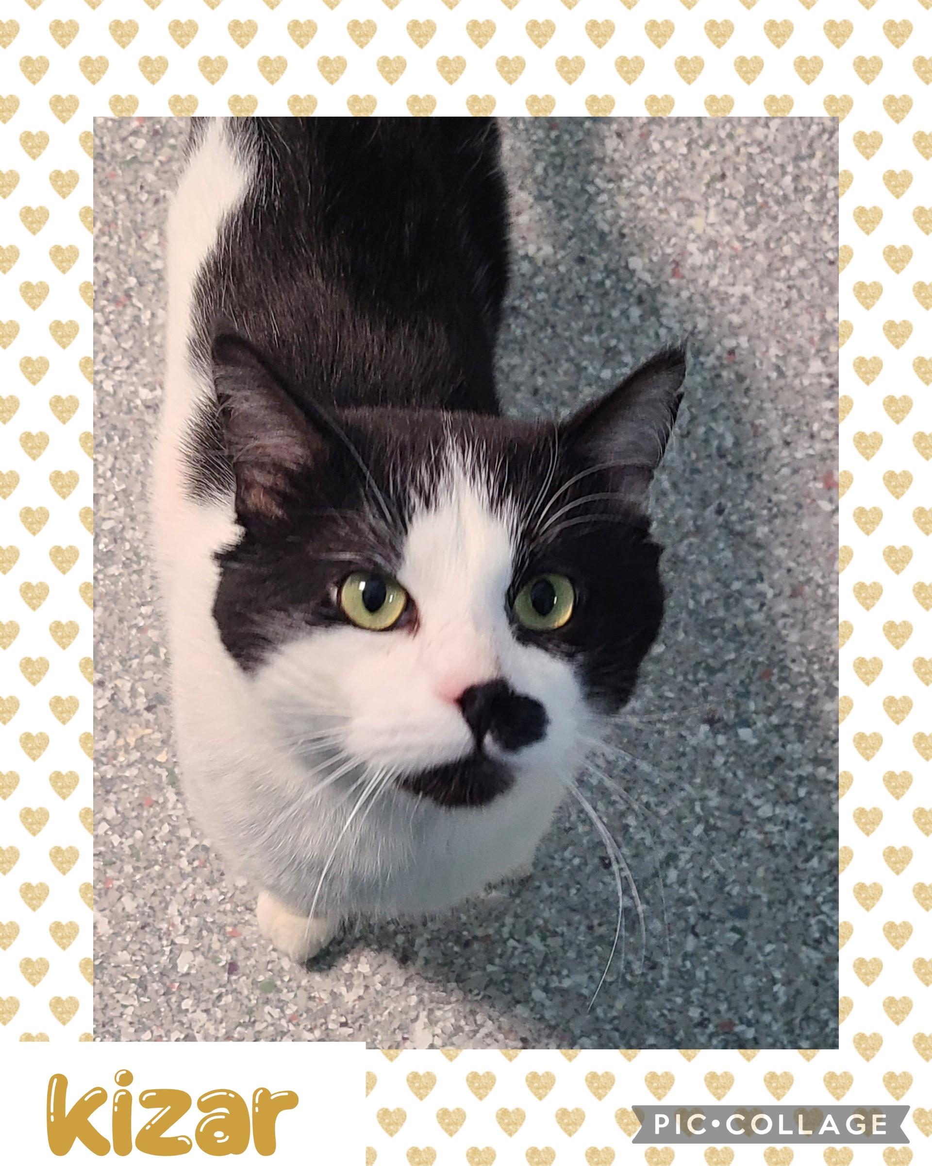 Enlarge Kizar, a ADOPTABLE Tuxedo in Iron River, MI image 1/1