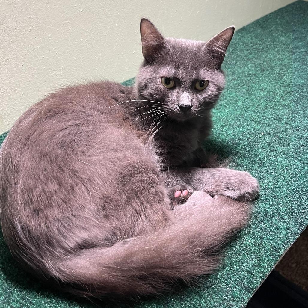 Enlarge Captain Sushi, a Adoptable Domestic Medium Hair in Panama City Beach, FL image 1/4