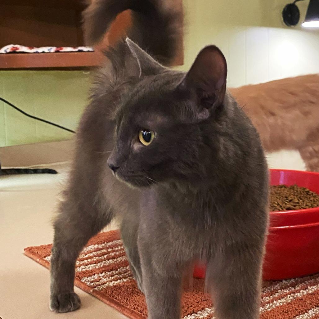 Enlarge Captain Sushi, a Adoptable Domestic Medium Hair in Panama City Beach, FL image 2/4