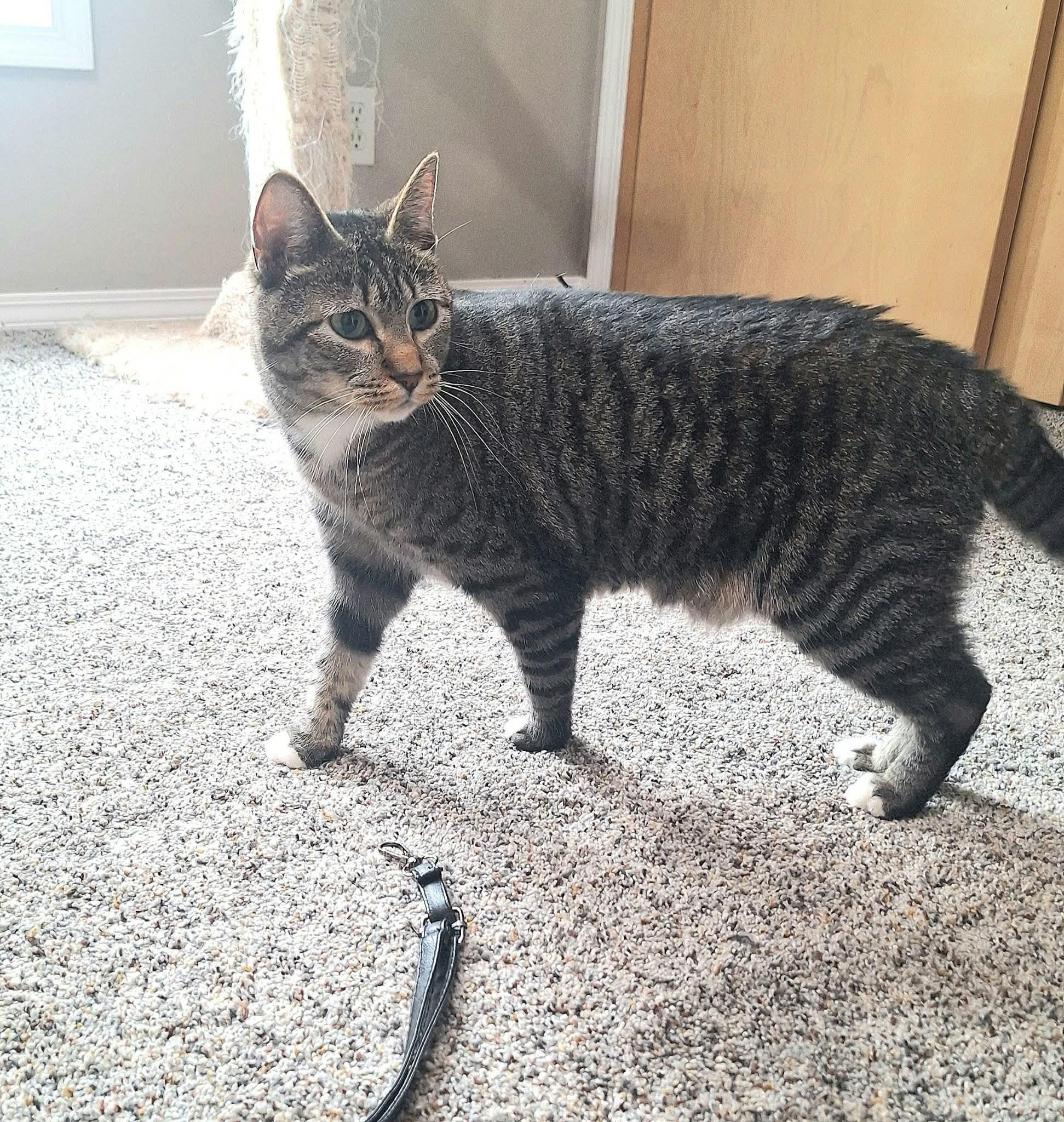Enlarge Suki, a ADOPTABLE mixed breed in Gladstone, OR image 4/6