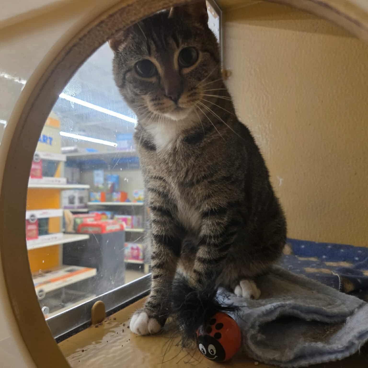 Enlarge Suki, a ADOPTABLE mixed breed in Gladstone, OR image 1/6