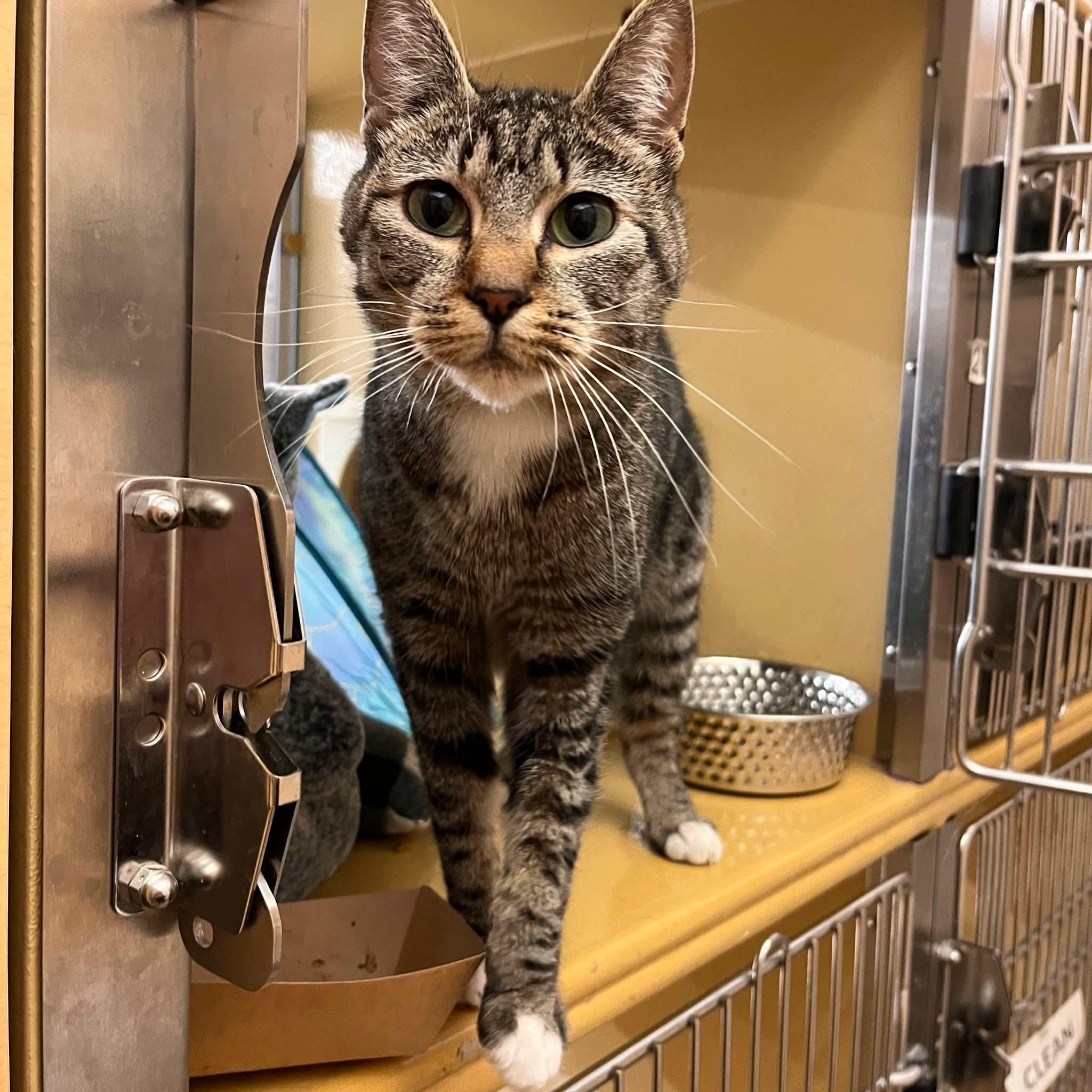 Suki, ADOPTABLE, Adult Female Tabby & Domestic Short Hair.