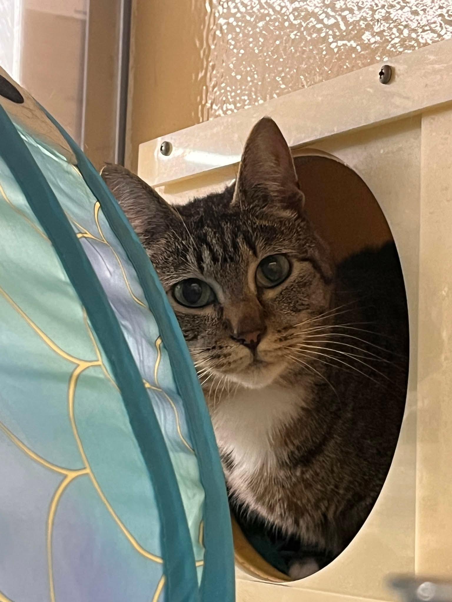 Suki, a ADOPTABLE mixed breed in Gladstone, OR image 3/6
