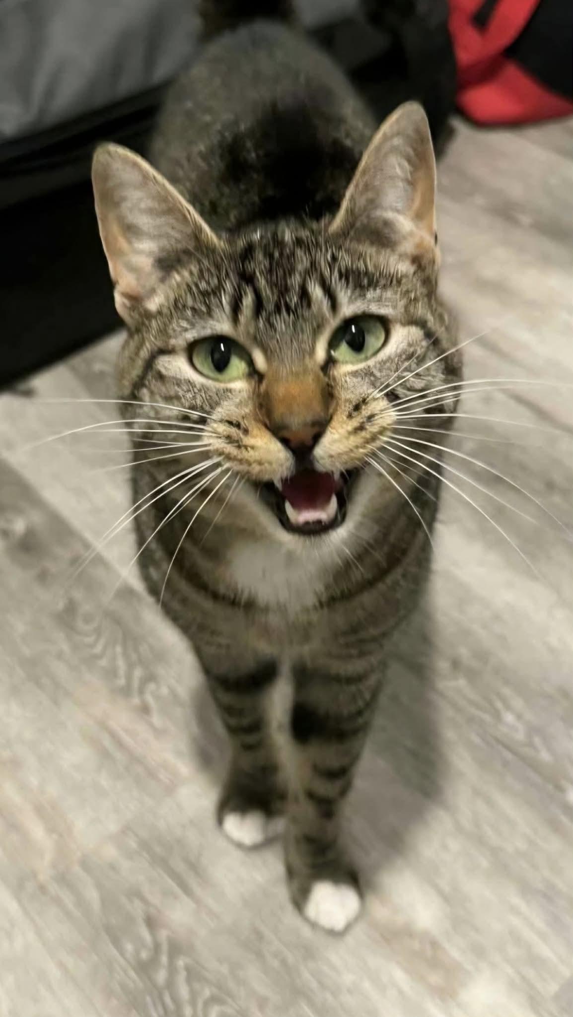 Enlarge Suki, a ADOPTABLE mixed breed in Gladstone, OR image 2/6