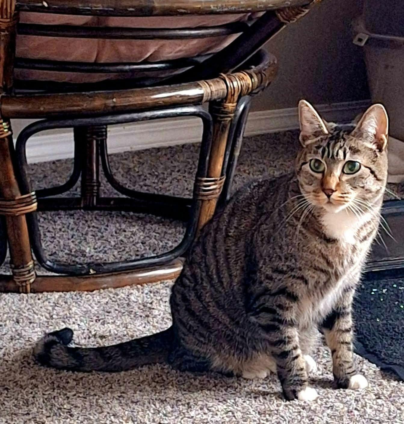 Enlarge Suki, a ADOPTABLE mixed breed in Gladstone, OR image 3/6