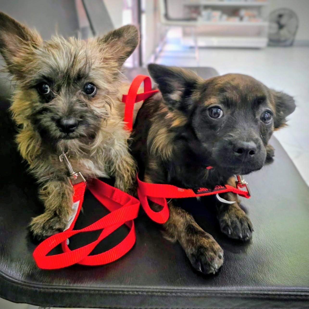 Olga & Lulu, a ADOPTABLE mixed breed in Los Angeles, CA image 1/3