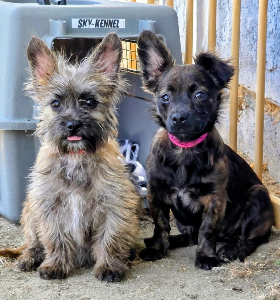 Olga & Lulu, a ADOPTABLE mixed breed in Los Angeles, CA image 2/3