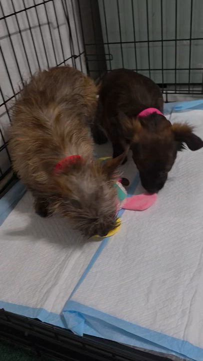 Enlarge Olga & Lulu, a ADOPTABLE mixed breed in Los Angeles, CA video 3/3