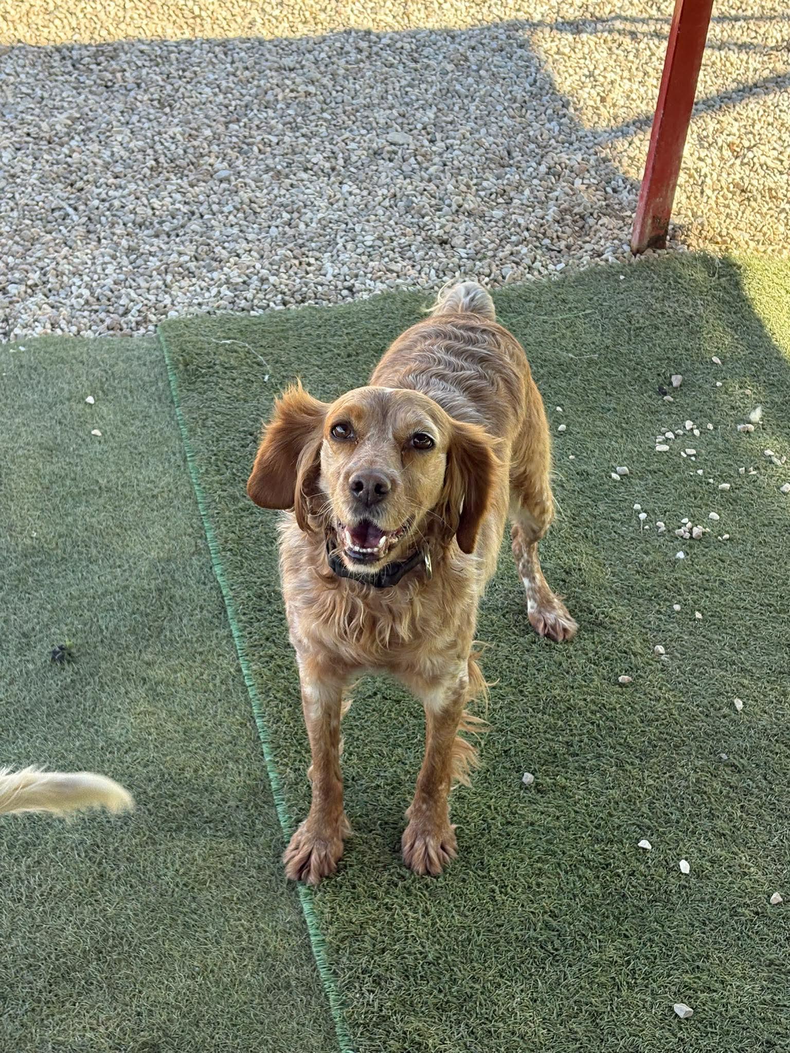 Soula, ADOPTABLE, Young Female Brittany Spaniel.