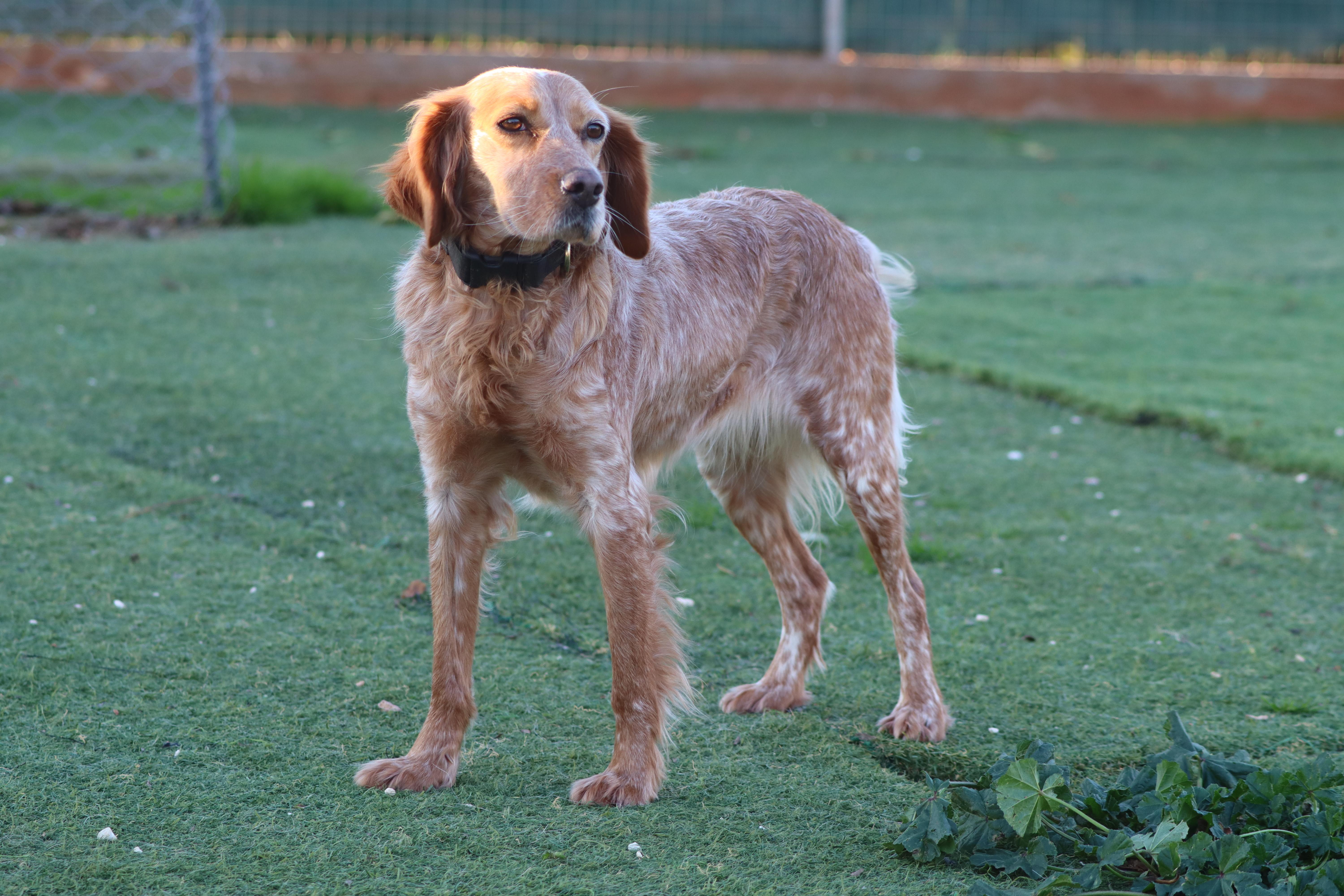 Enlarge Soula, a ADOPTABLE Brittany Spaniel in Marion, MA image 2/2